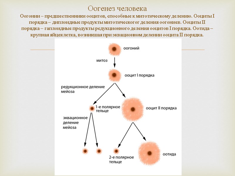 Оогенез человека Оогонии – предшественники ооцитов, способные к митотическому делению. Ооциты I порядка –